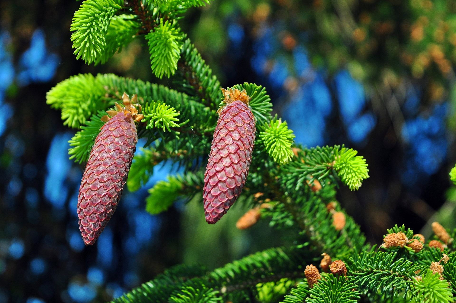 Nikon D5000 sample photo. Red cones photography
