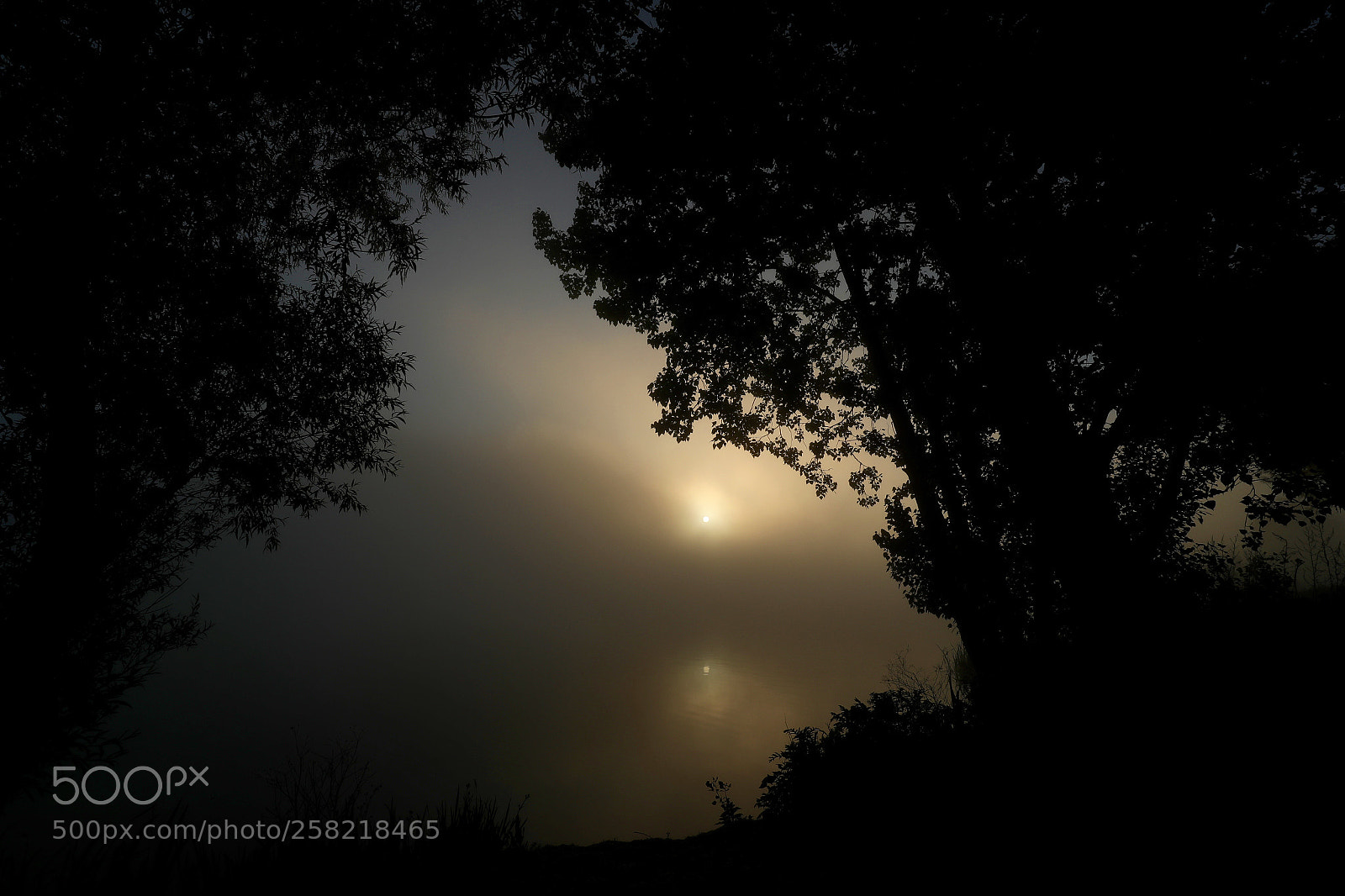 Canon EOS-1D X Mark II sample photo. Foggy morning 5 photography