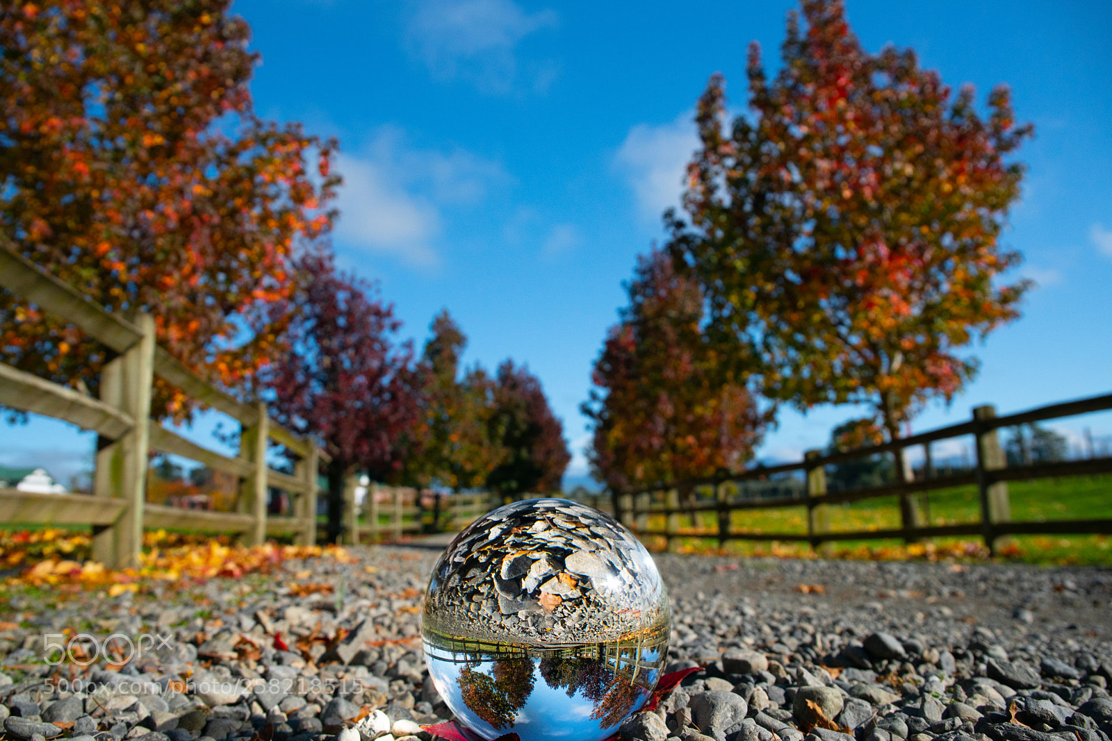 Sony a7R II sample photo. Autumn colours on the photography