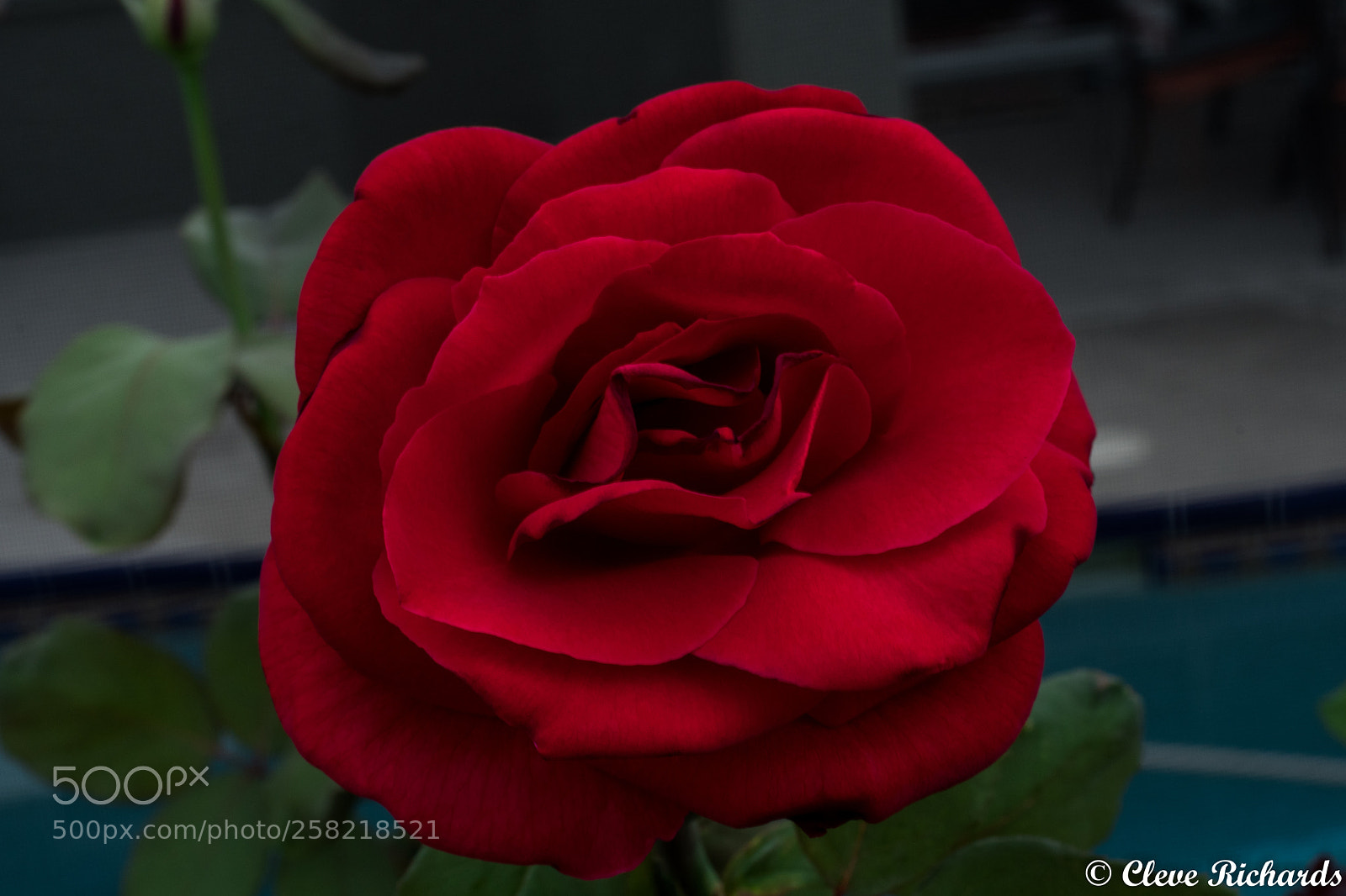 Nikon D500 sample photo. Delicate red photography