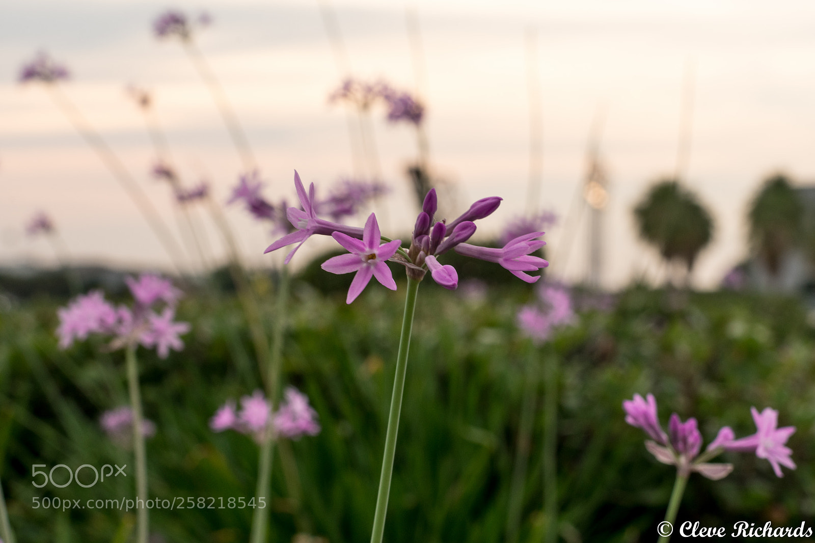 Nikon D500 sample photo. Purple flower photography