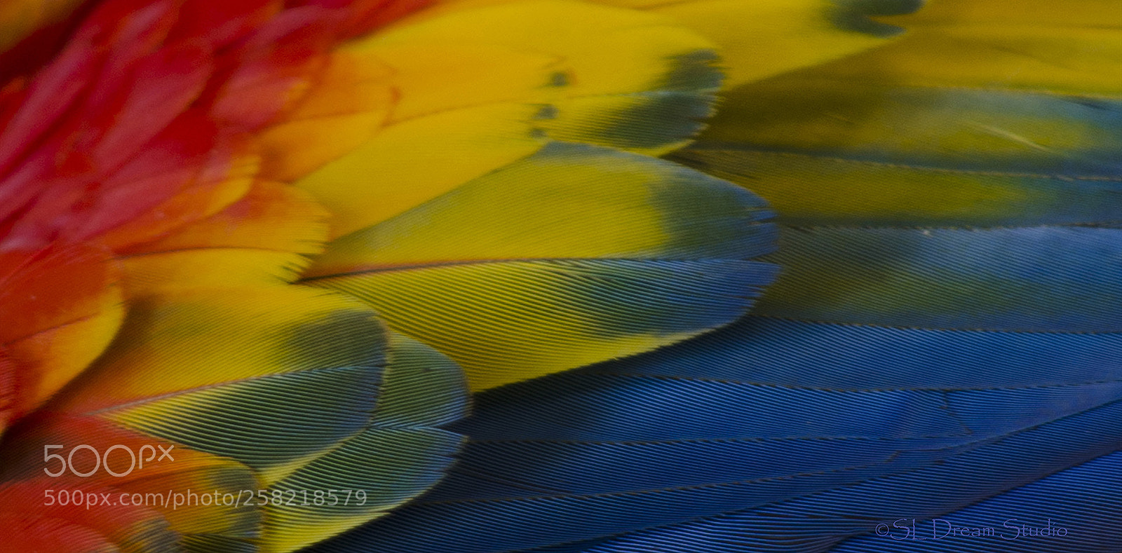 Nikon D5100 sample photo. Macaw photography