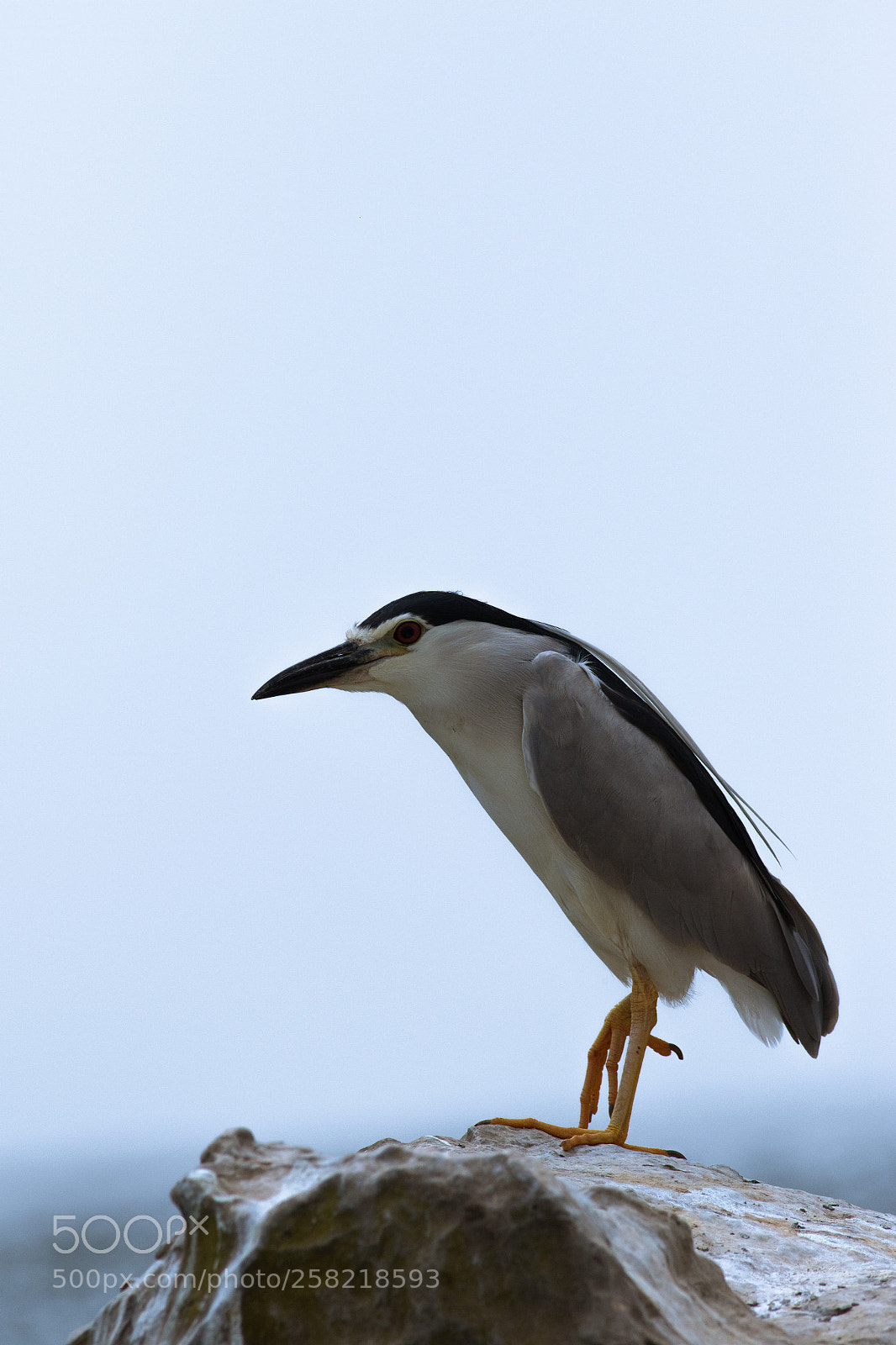Canon EOS 7D Mark II sample photo. Black crowned night heron photography