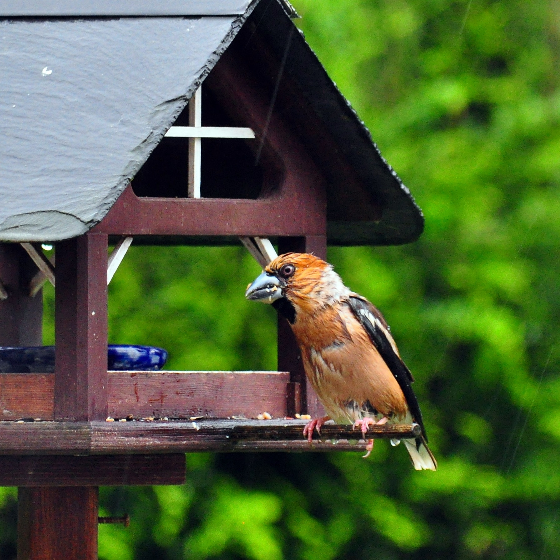 Nikon D5000 sample photo. Hawfinch at bird house photography