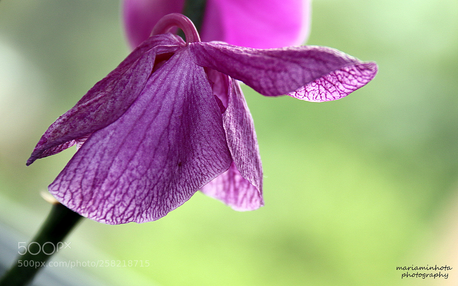 Canon EF-S 18-200mm F3.5-5.6 IS sample photo. Simplicity photography