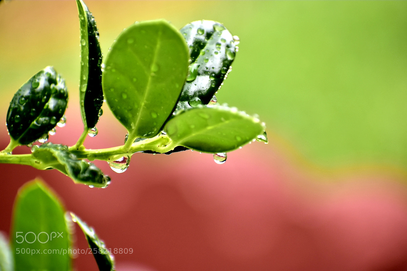 Nikon D5600 sample photo. Untitled photography