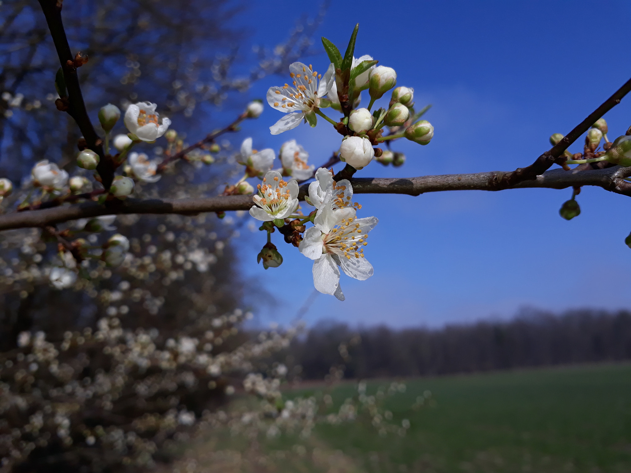 Samsung Galaxy A3(2017) sample photo. Spring is comming photography
