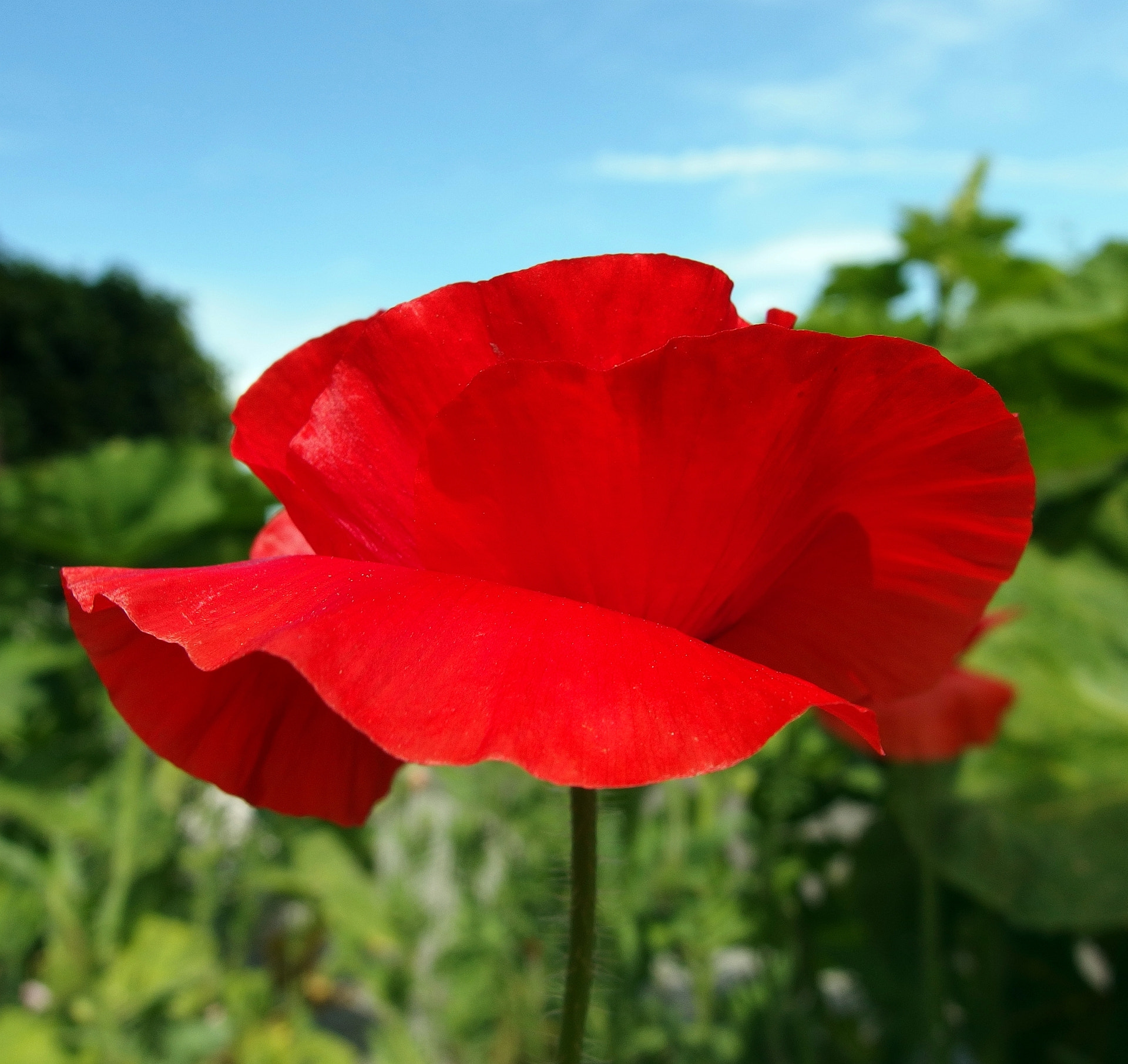 Olympus XZ-2 iHS sample photo. Red poppy photography