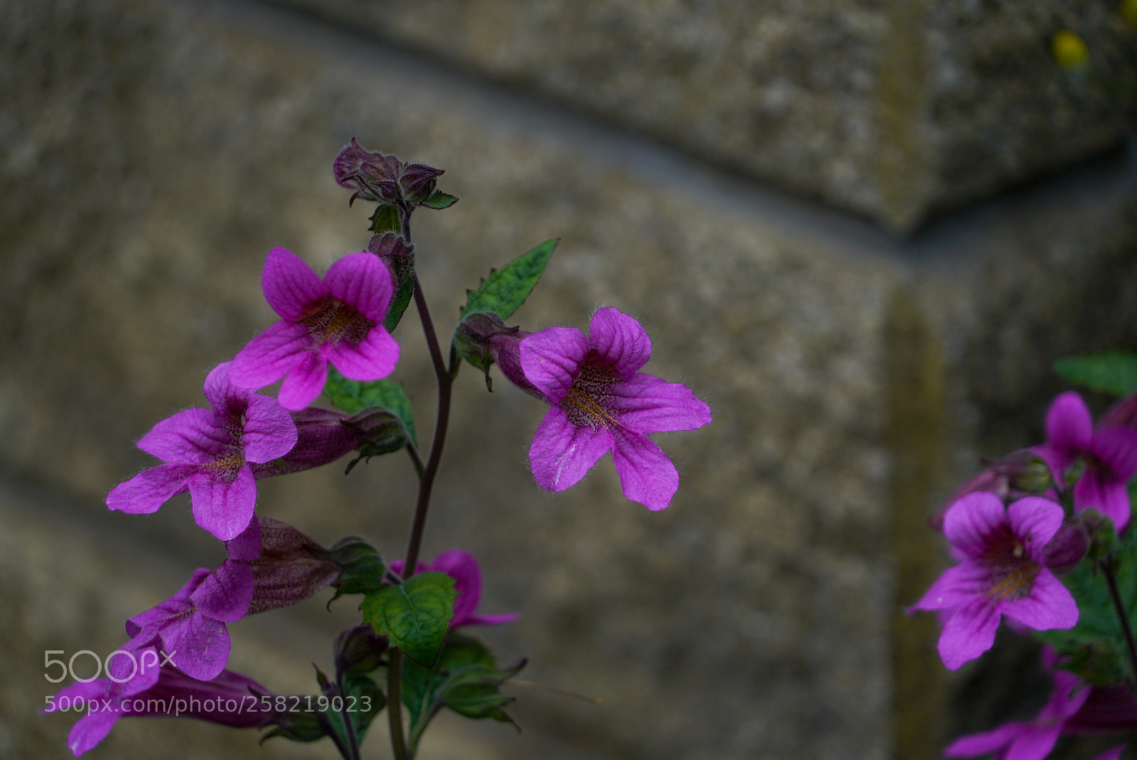 Sony a7S sample photo. Flower photography
