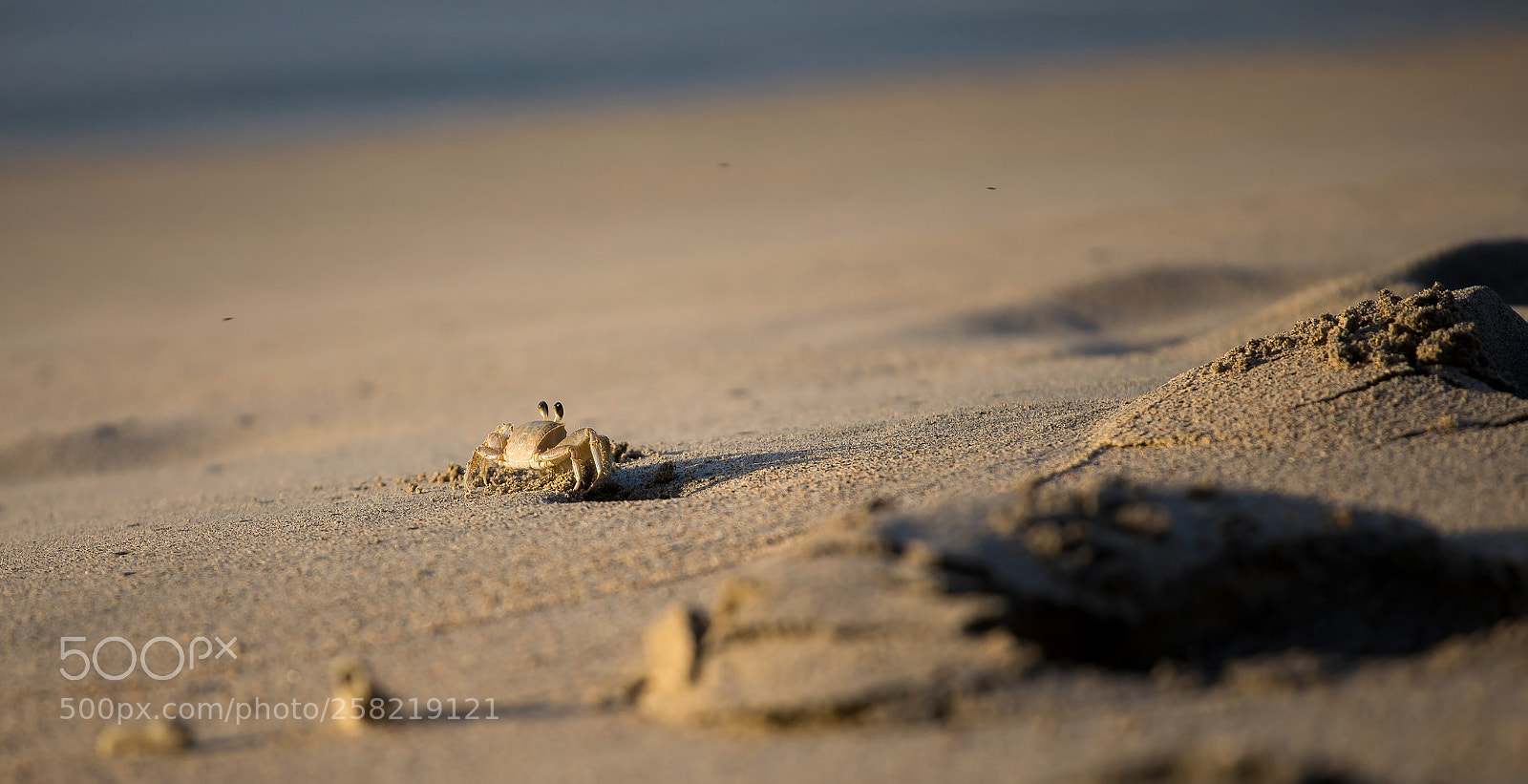 Canon EOS 5D Mark IV sample photo. Curious little fella photography
