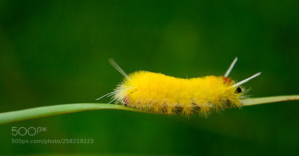 Nikon D5100 sample photo. Sycamore tussock moth caterpillar photography