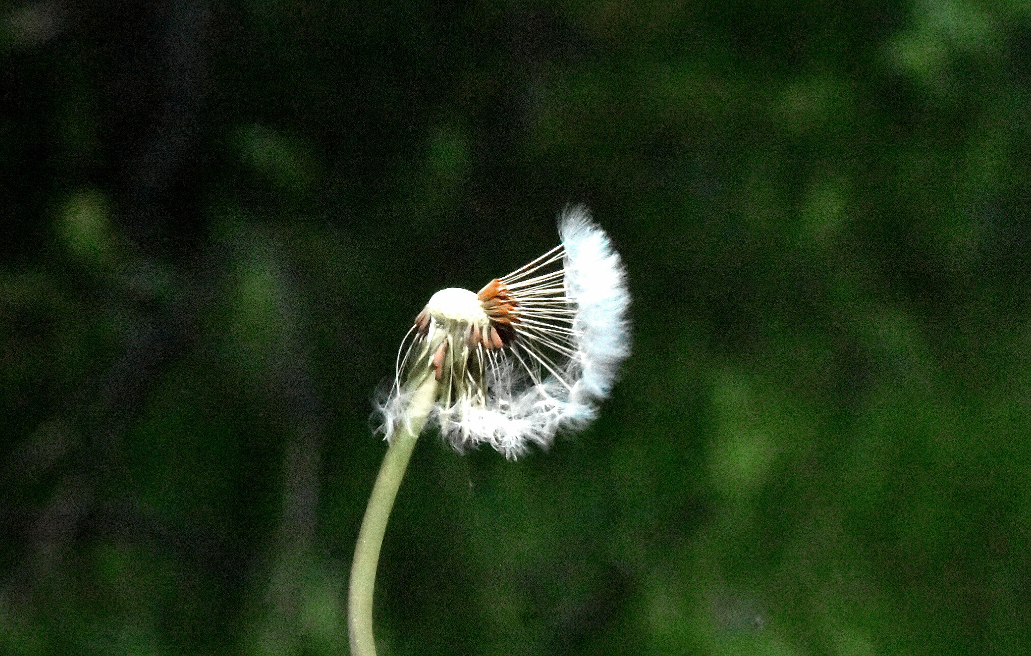 Sigma 70-300mm F4-5.6 APO DG Macro sample photo