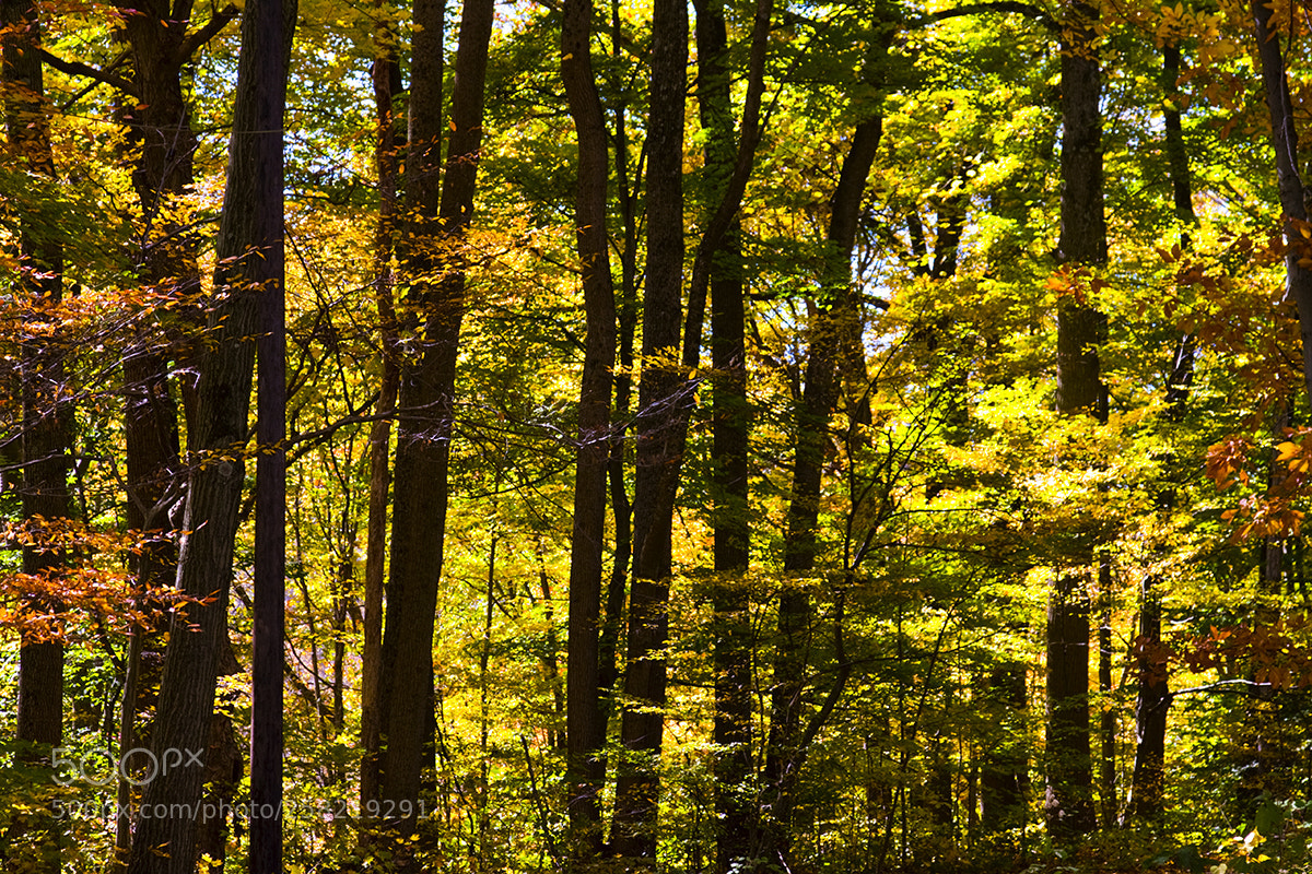 Canon EOS 40D sample photo. Fall trees photography