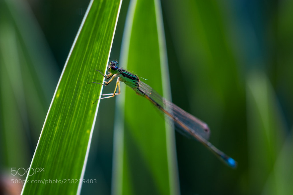Canon EOS 70D sample photo. Green photography