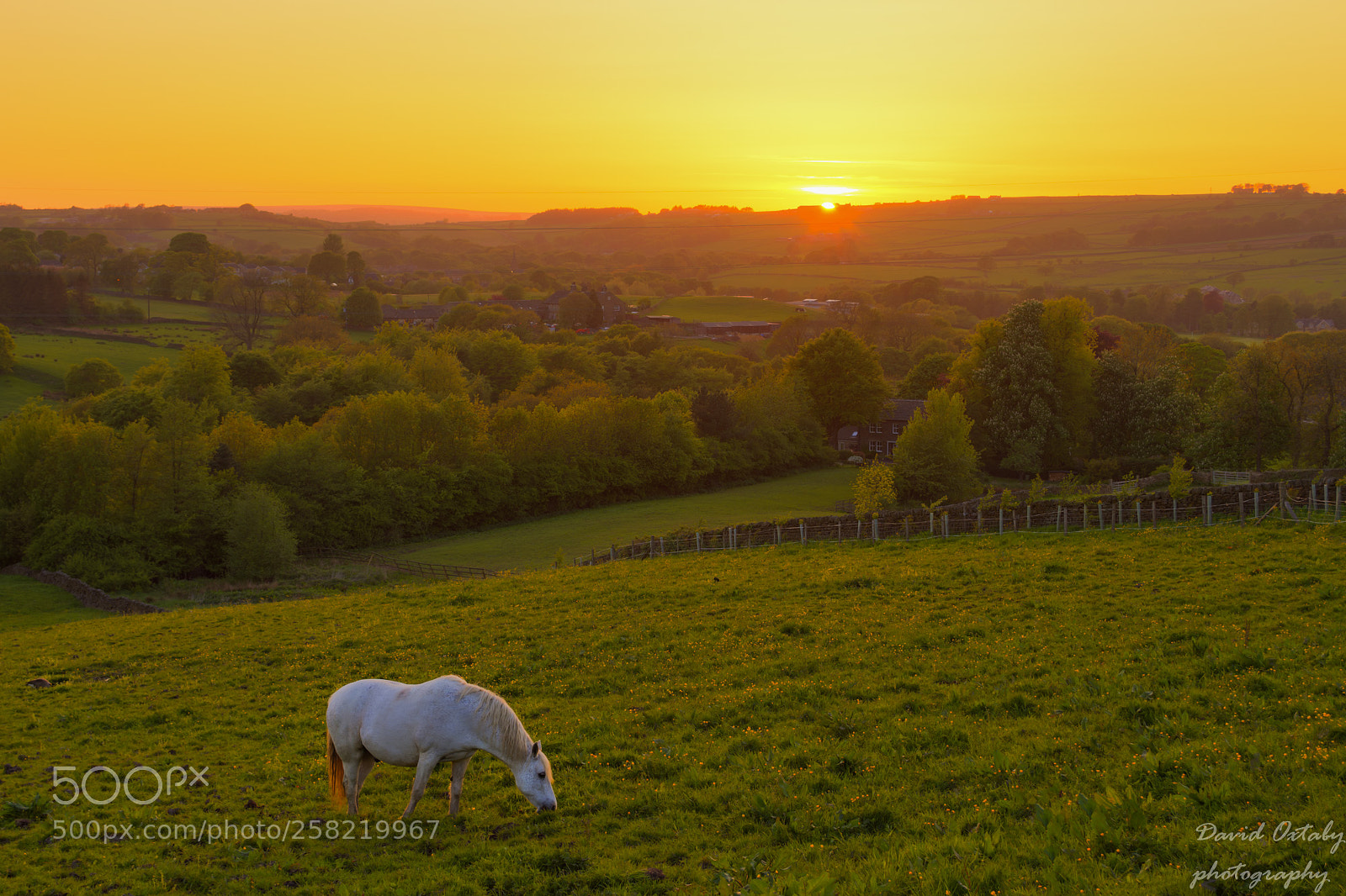 Nikon D7200 sample photo. Horse grazing in the photography