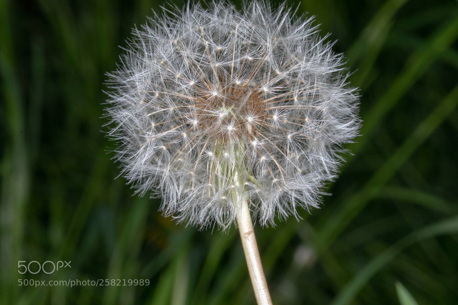 Canon EOS 5D Mark IV sample photo. Waiting for a breeze photography