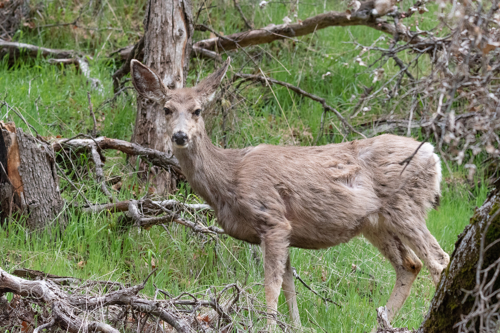 Nikon D5500 sample photo. Dear deer! photography