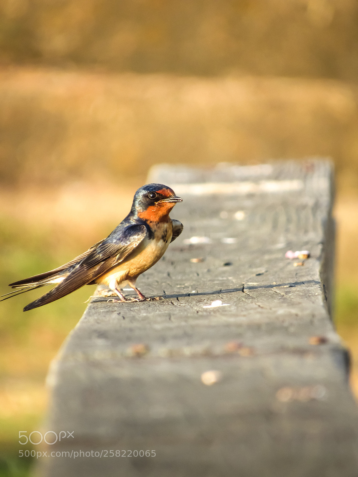 Canon PowerShot SX530 HS sample photo. Swallow photography
