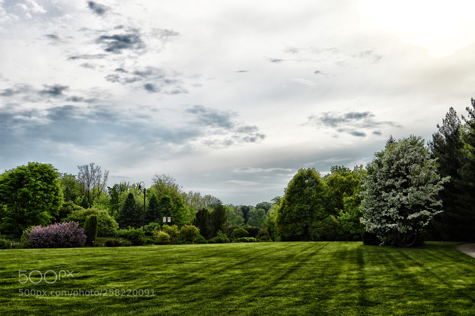 Nikon D3200 sample photo. Lawn trees clouds photography