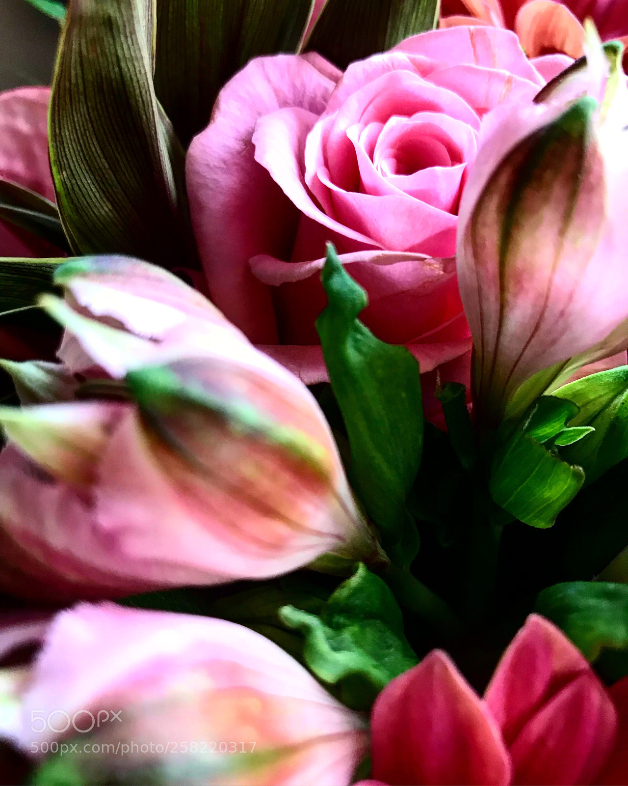 Apple iPhone 7 Plus sample photo. Untitled photography