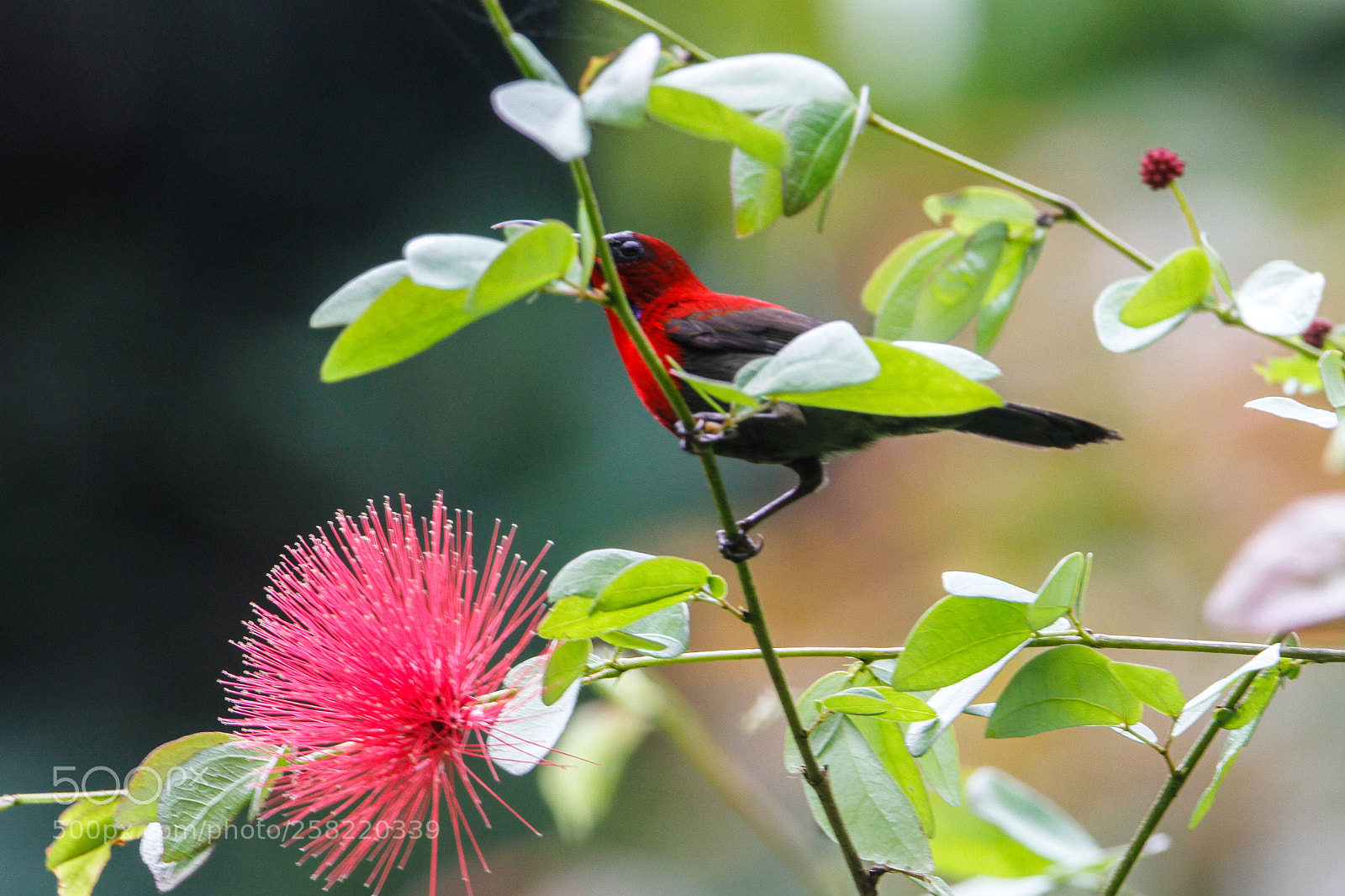 Canon EOS 7D sample photo. All about red photography