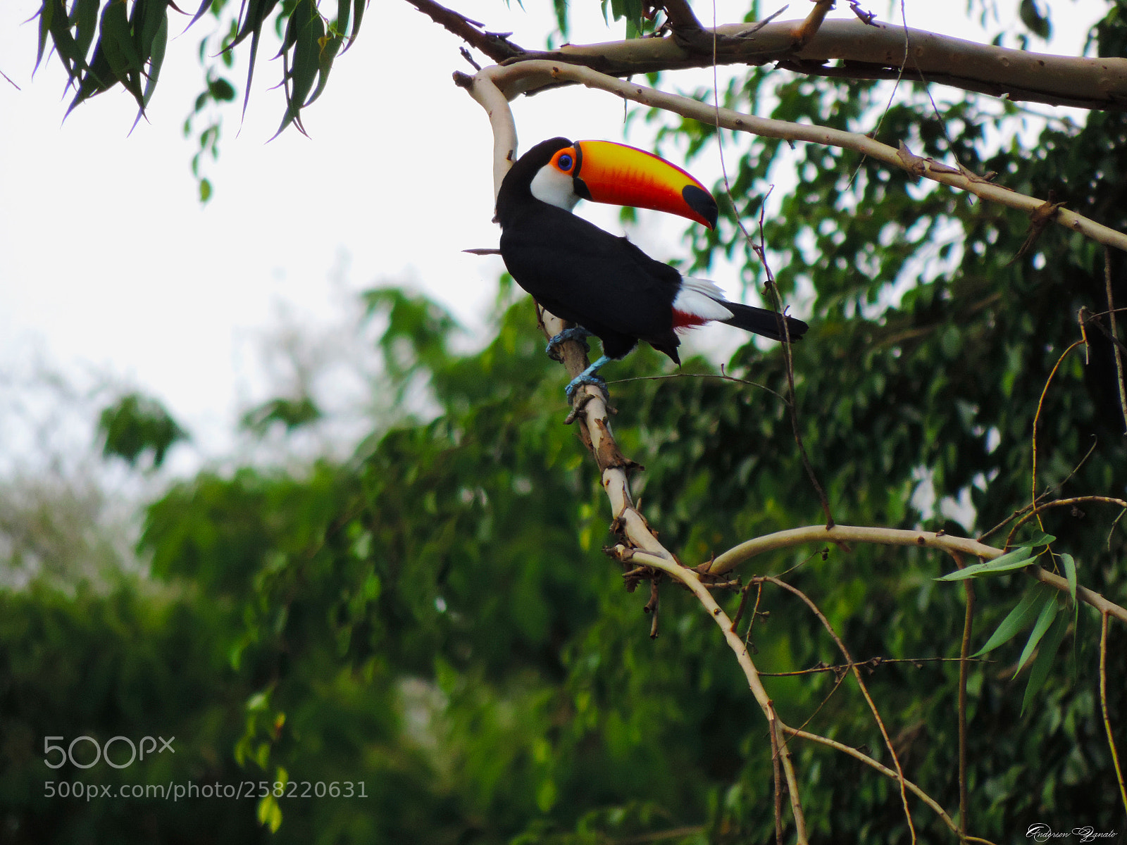 Nikon Coolpix P520 sample photo. Tucano photography