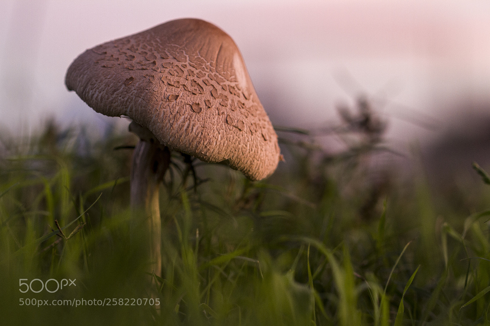 Canon EOS 7D sample photo. Hongo - fungus photography