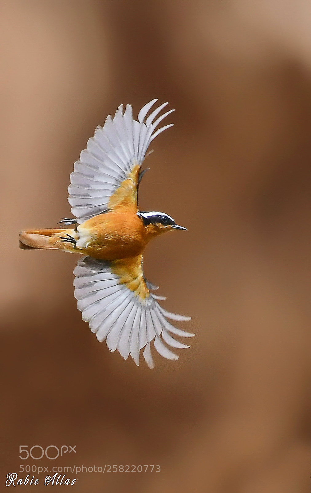 Nikon D500 sample photo. Rougequeue de moussier photography