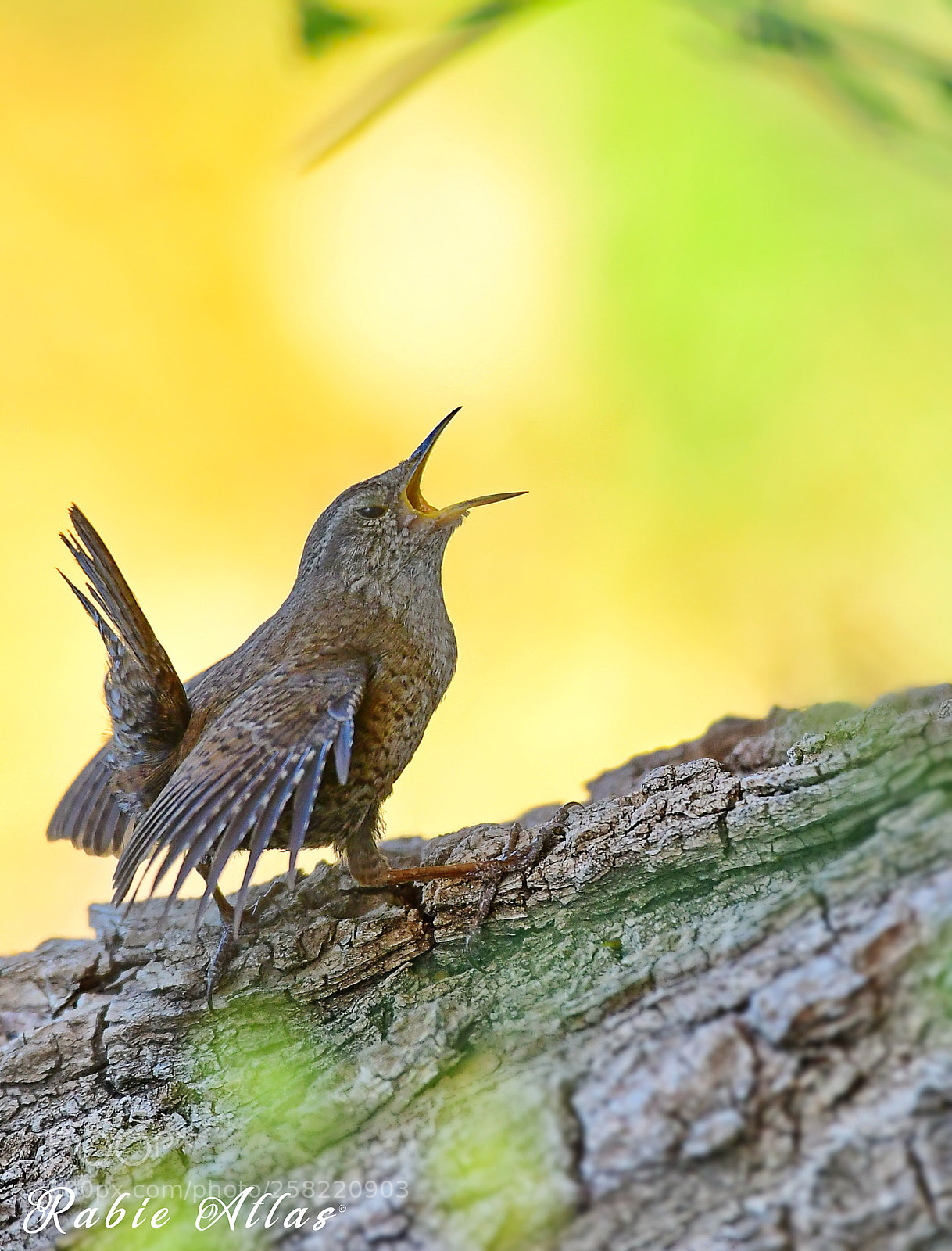 Nikon D500 sample photo. Le troglodyte mignon photography