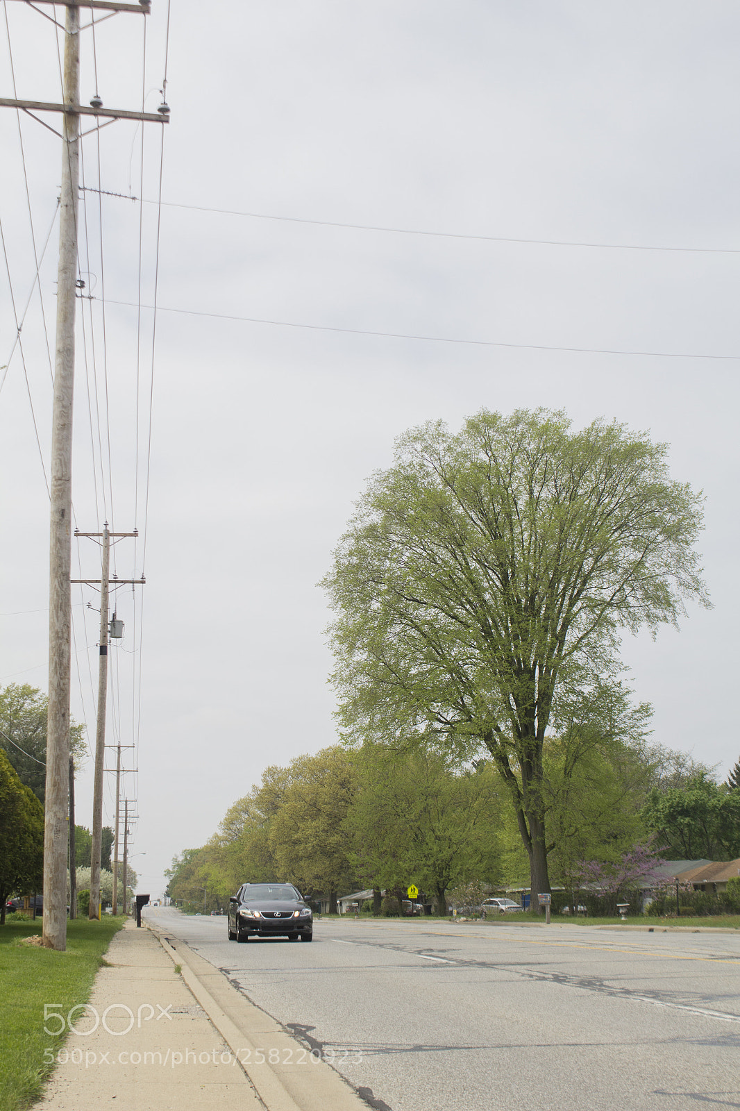 Canon EOS 1200D (EOS Rebel T5 / EOS Kiss X70 / EOS Hi) sample photo. Partial american elm canopy photography