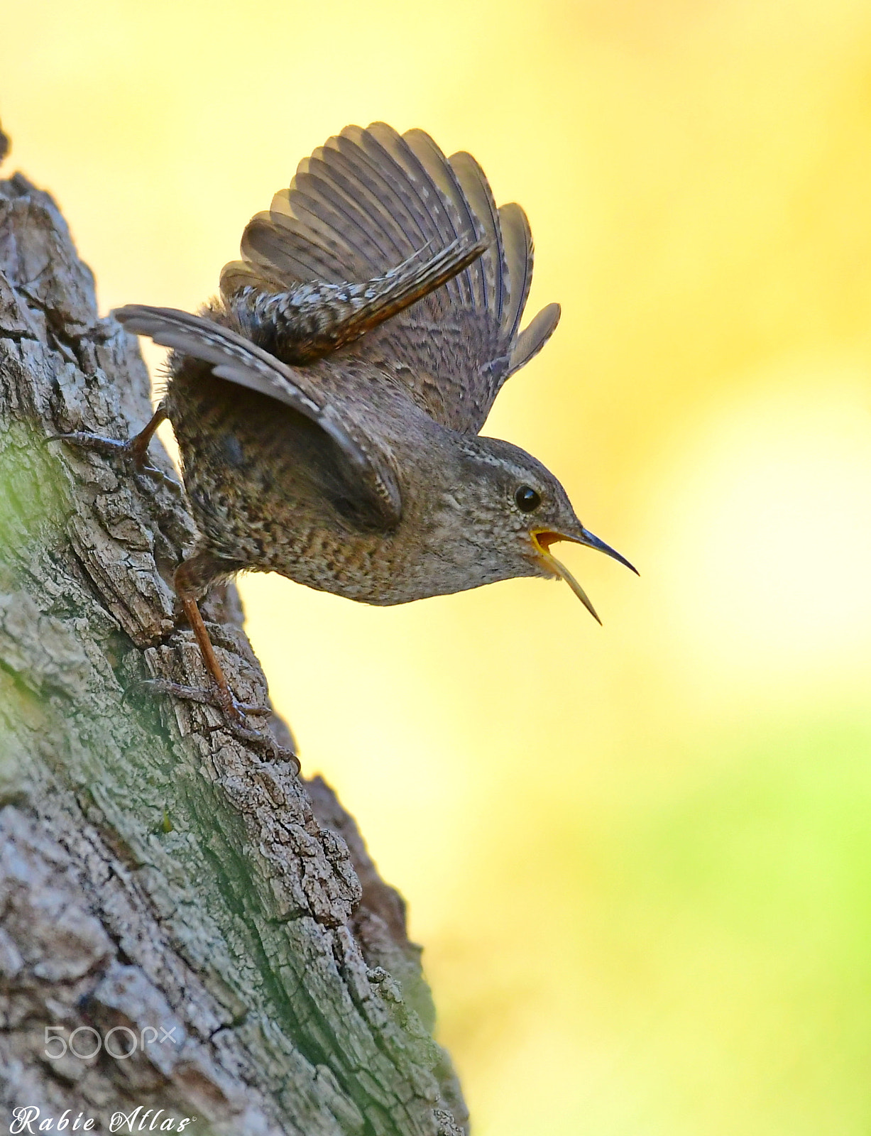 Nikon AF-S Nikkor 200-500mm F5.6E ED VR sample photo. Le troglodyte mignon photography