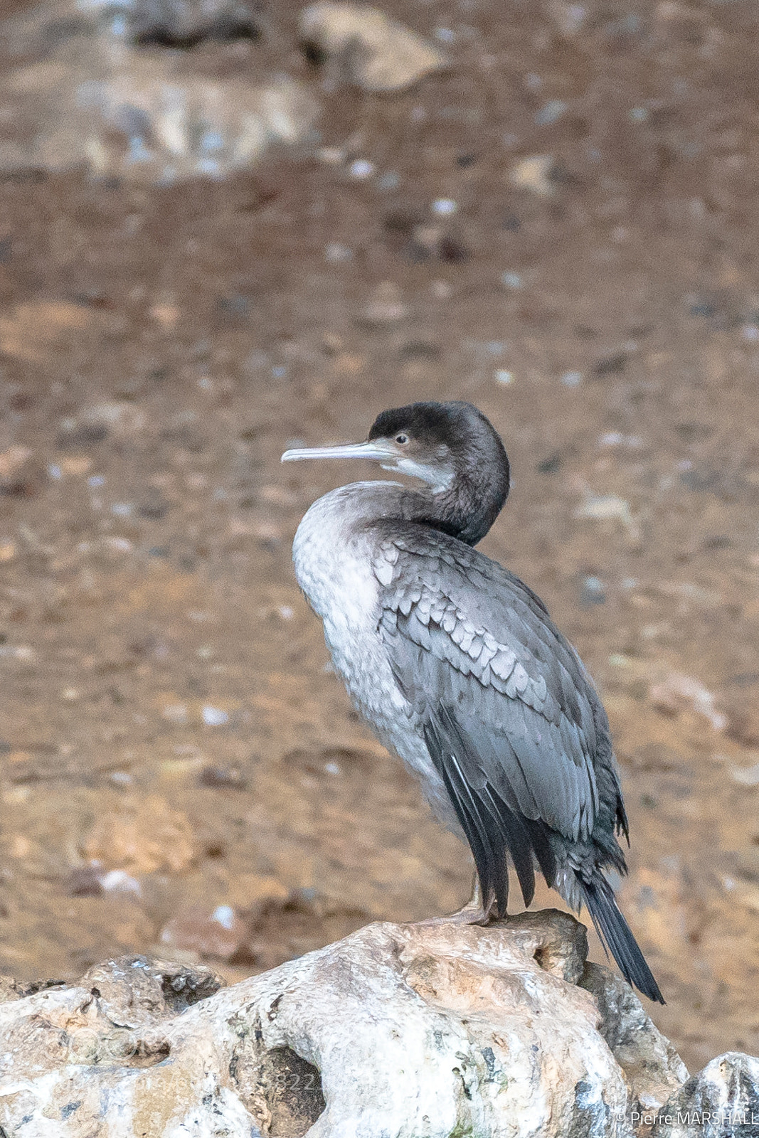 Nikon D500 sample photo. Juvenile spotted shag photography