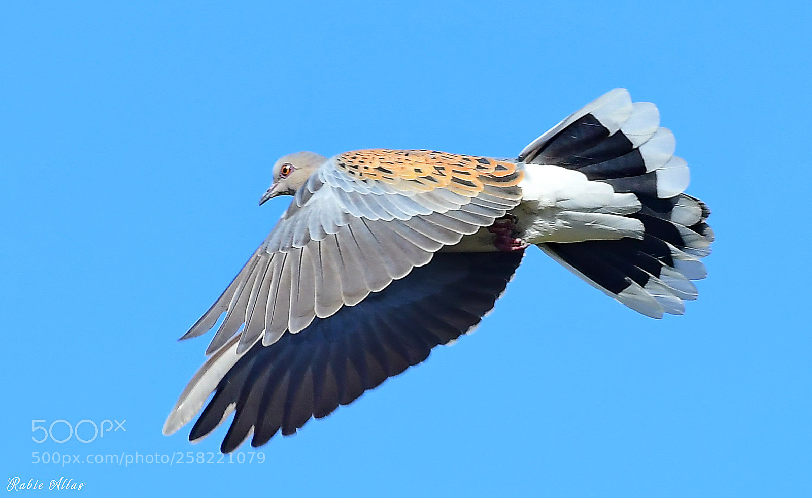 Nikon D500 sample photo. Tourterelle des bois photography
