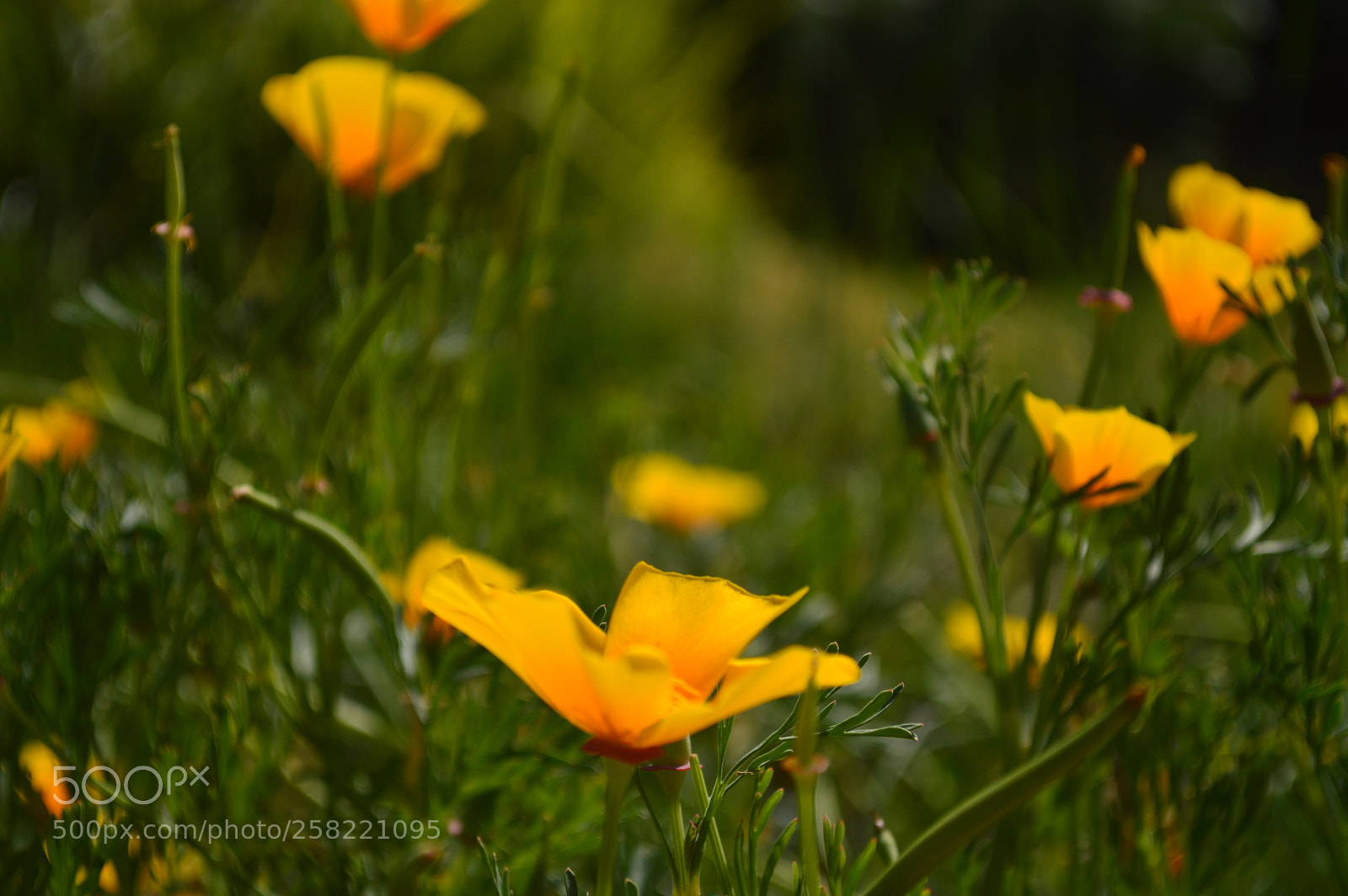 Nikon D3200 sample photo. Verde y amarillo photography