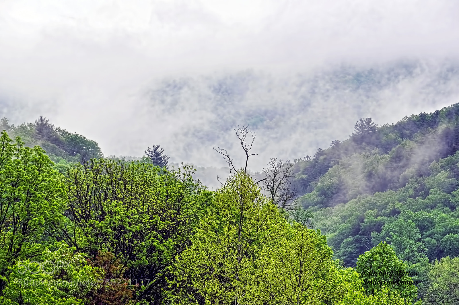 Nikon D5000 sample photo. Fog moving in photography