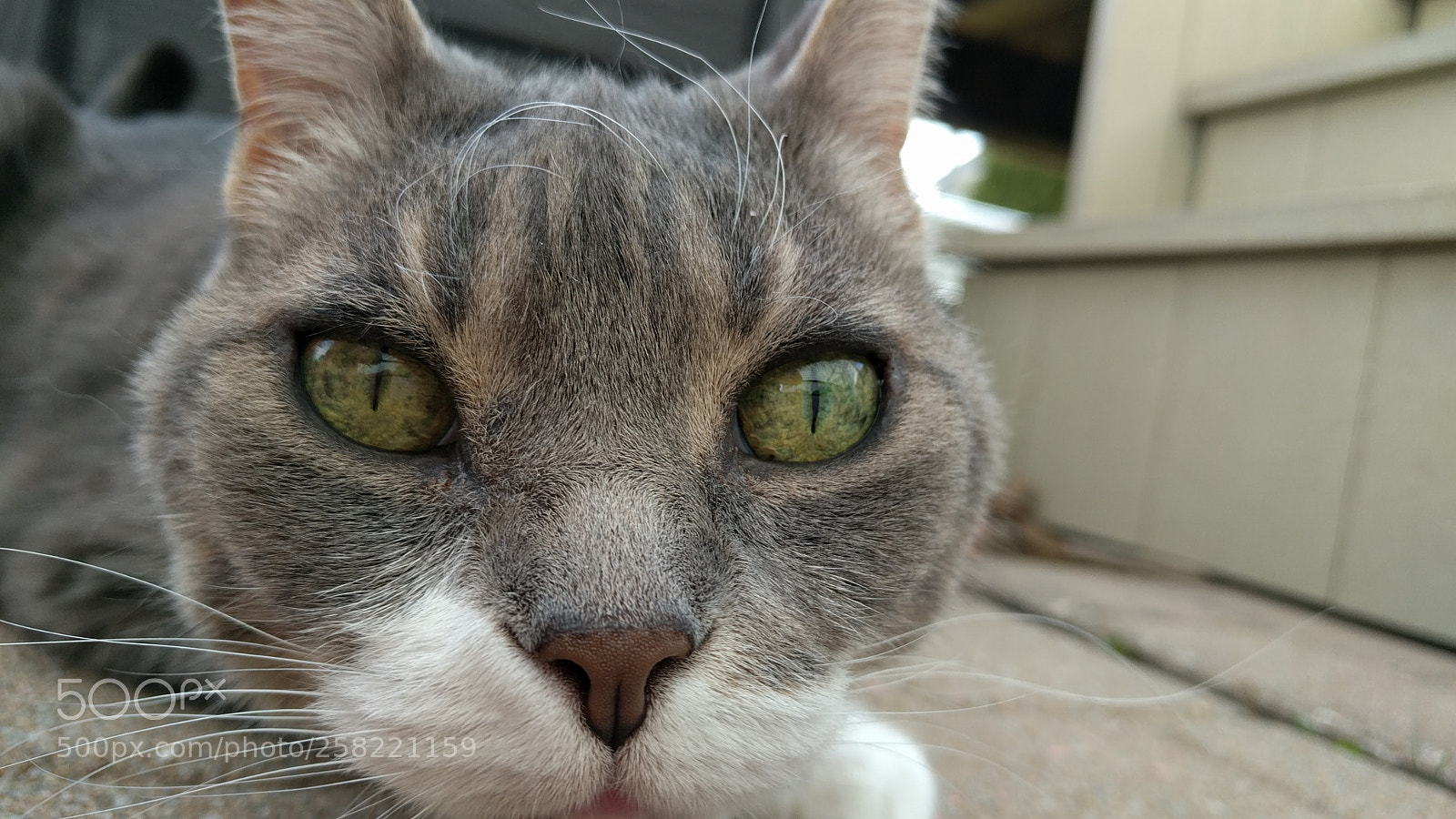 Google Nexus 6P sample photo. Big green eyes photography