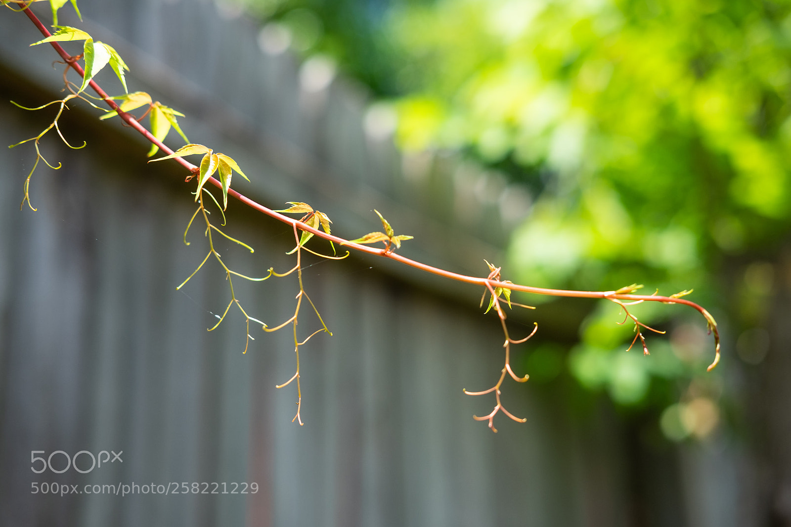 Fujifilm X-E2 sample photo. Along a fence photography
