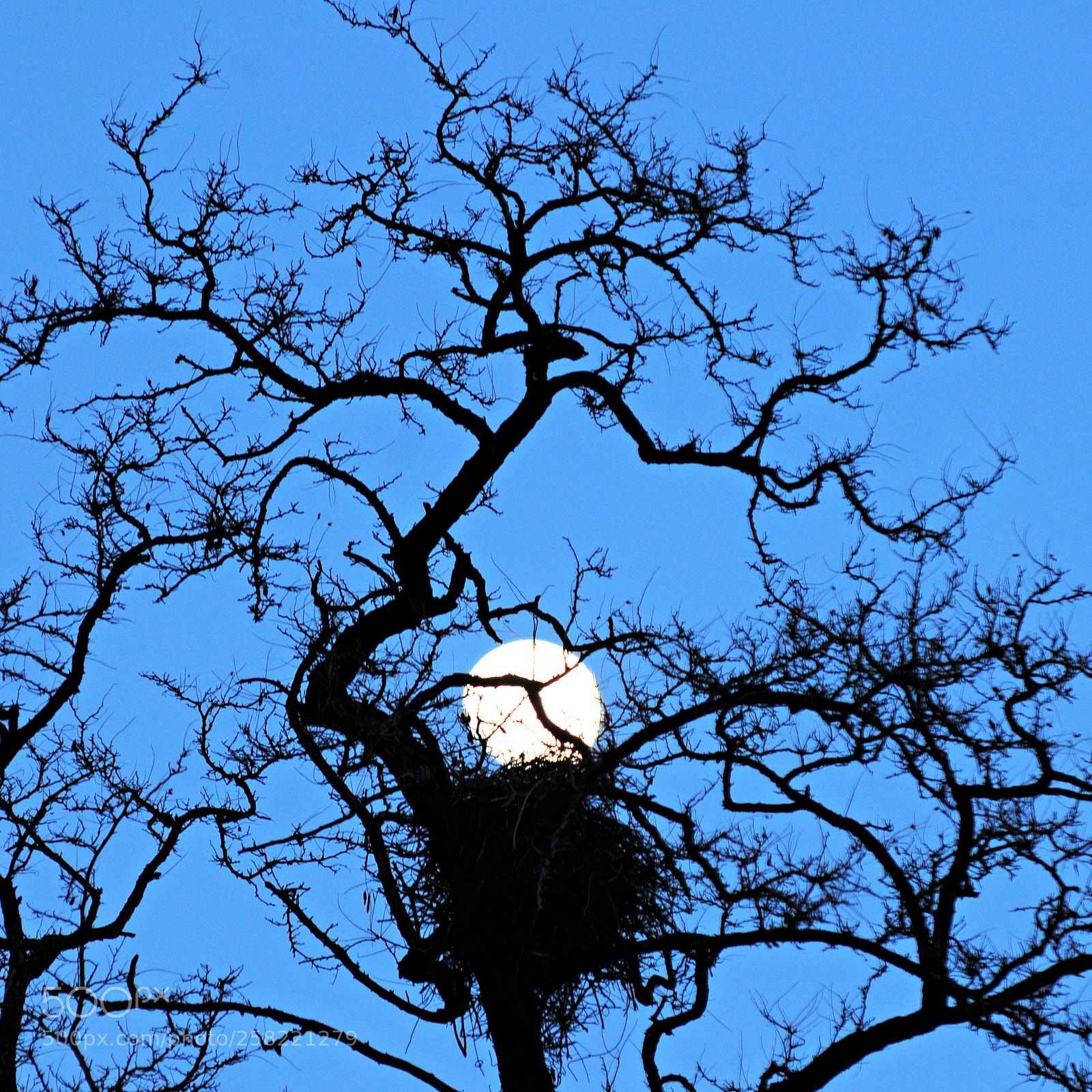 Nikon D300 sample photo. Untitled photography