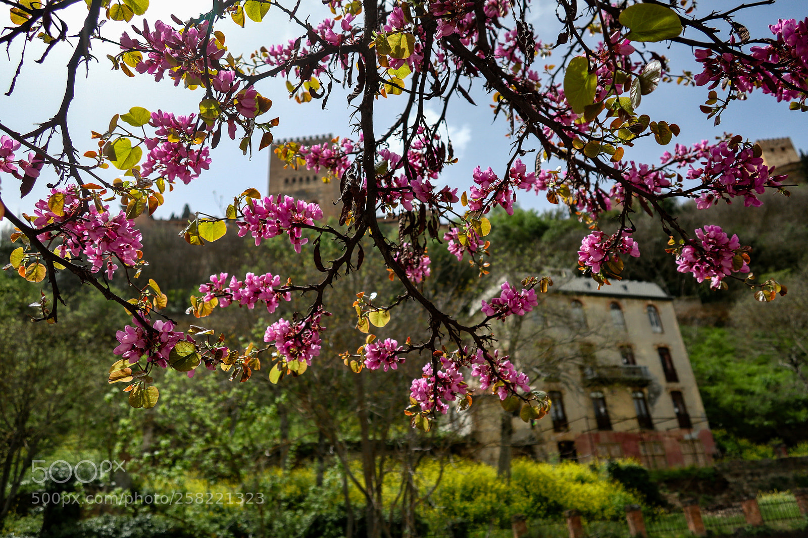 Canon PowerShot G1 X Mark III sample photo. Alhambra blossoms photography