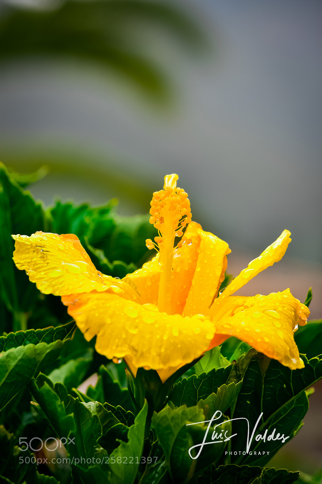 Nikon D7200 sample photo. Color photography