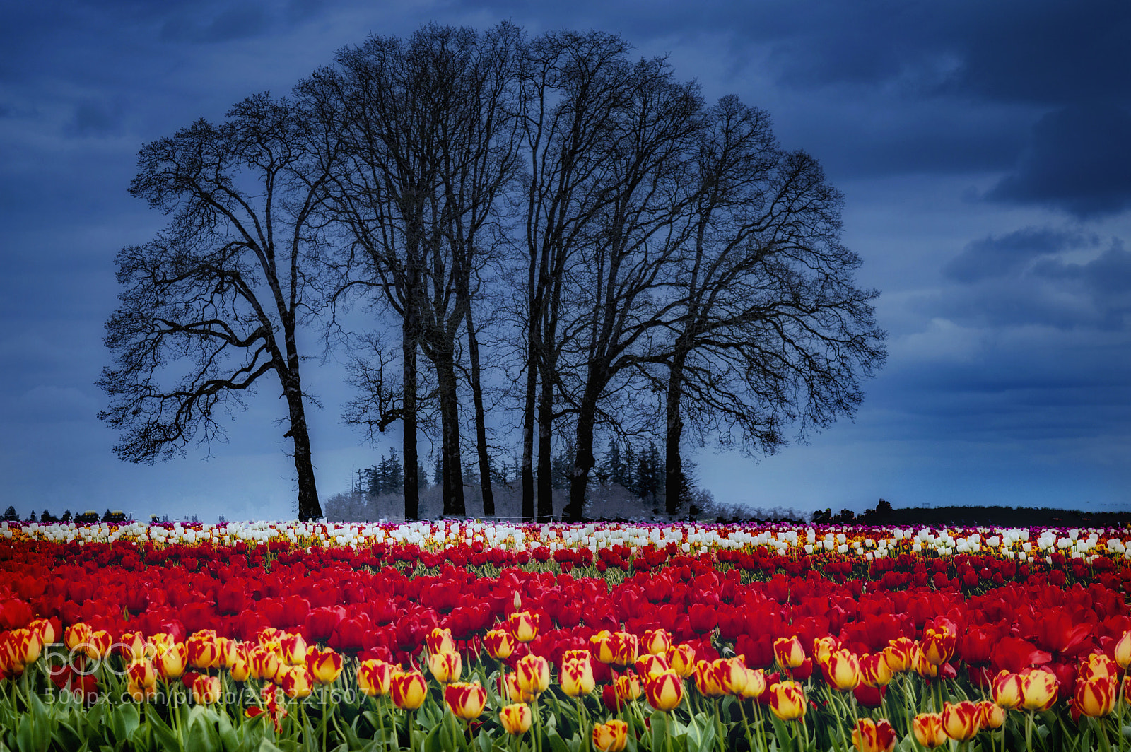 Nikon D3200 sample photo. Woodenshoe tulip farms of photography