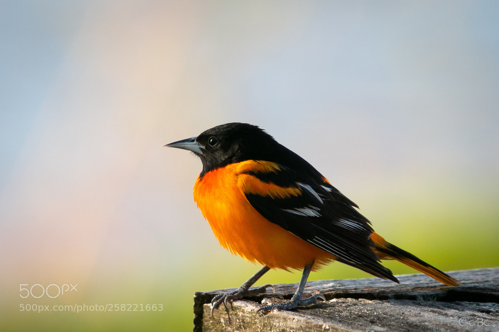 Canon EOS 70D sample photo. Oriole photography