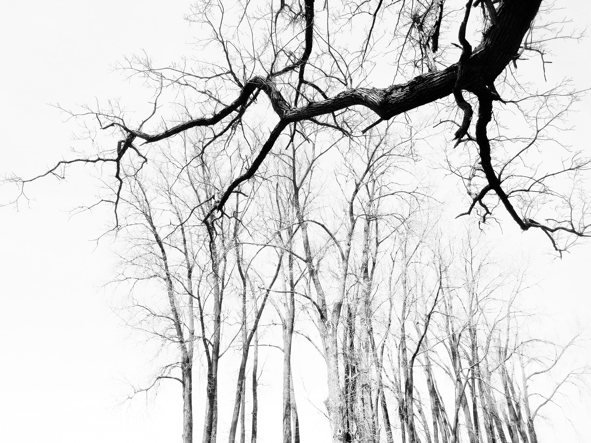 Nikon Coolpix S7000 sample photo. Nature noir 15 photography