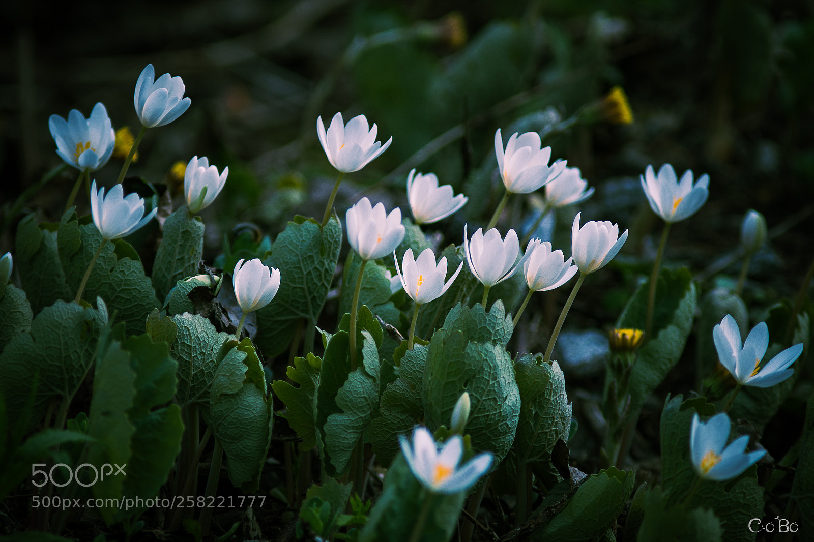 Canon EOS 70D sample photo. Sanguinaires du canada photography