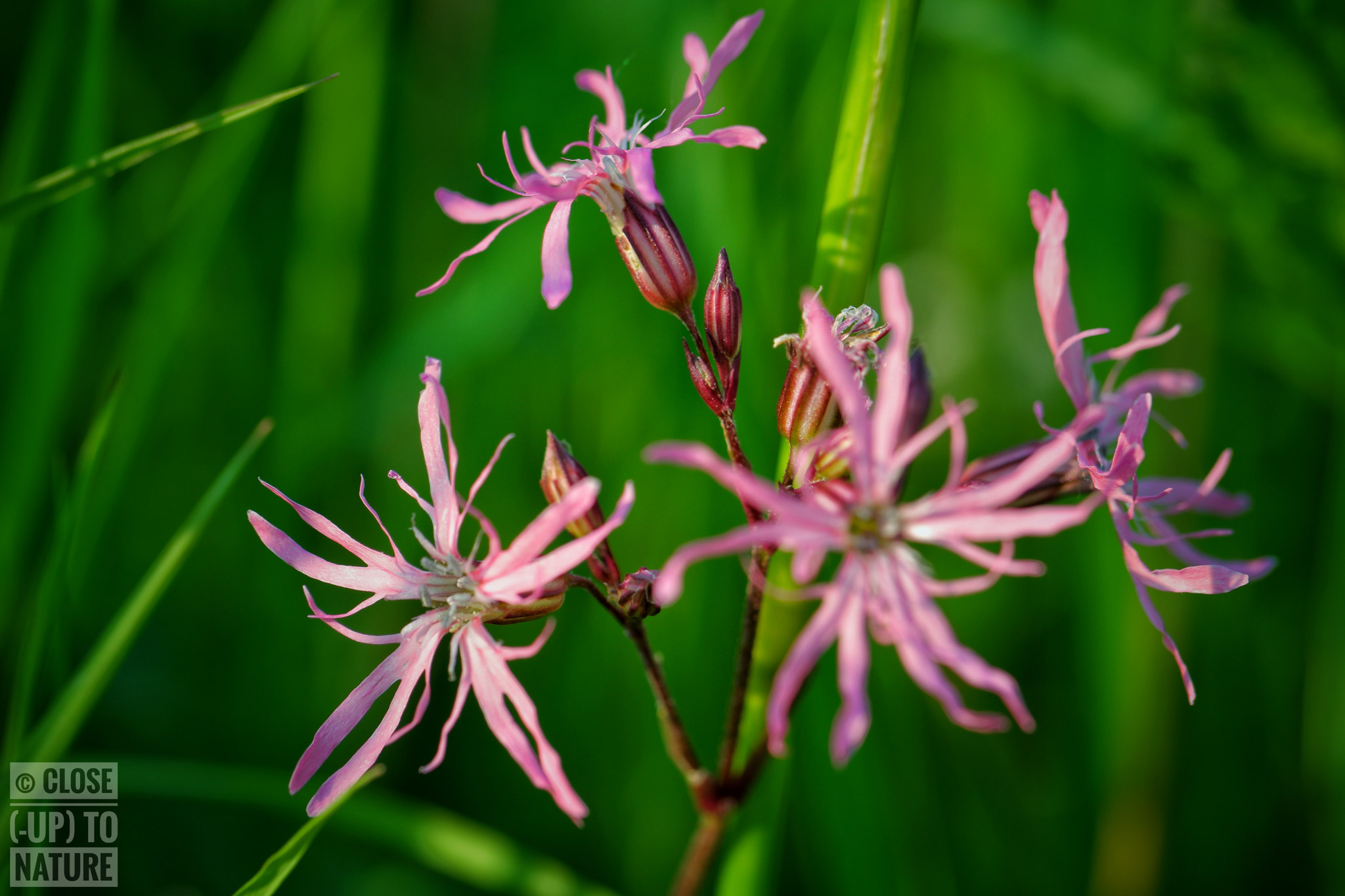 Samsung NX500 sample photo. Silene flos-cuculi (3) photography