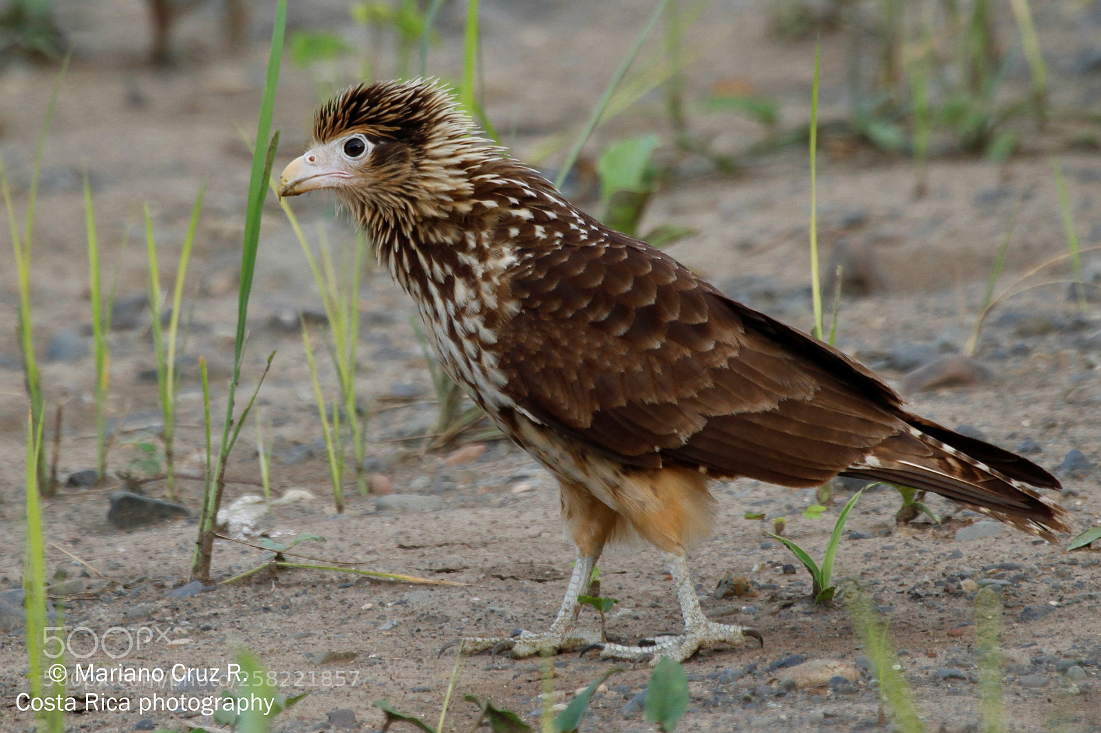 Canon EOS 7D sample photo. Yellow-headed caracara photography
