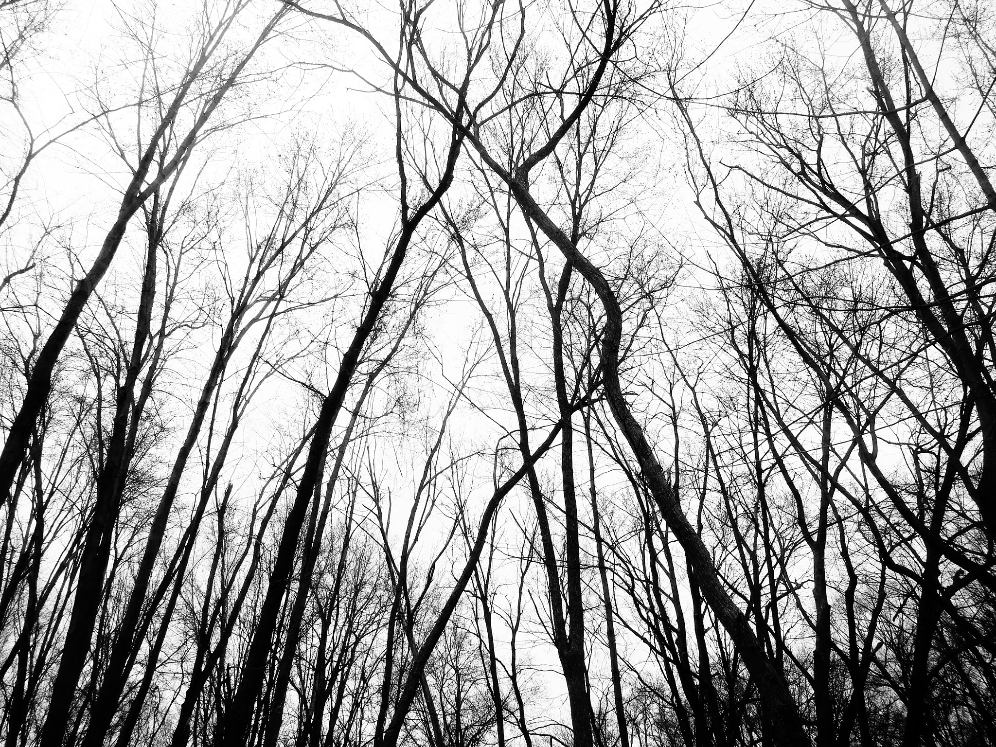 Nikon Coolpix S7000 sample photo. Nature noir 16 photography