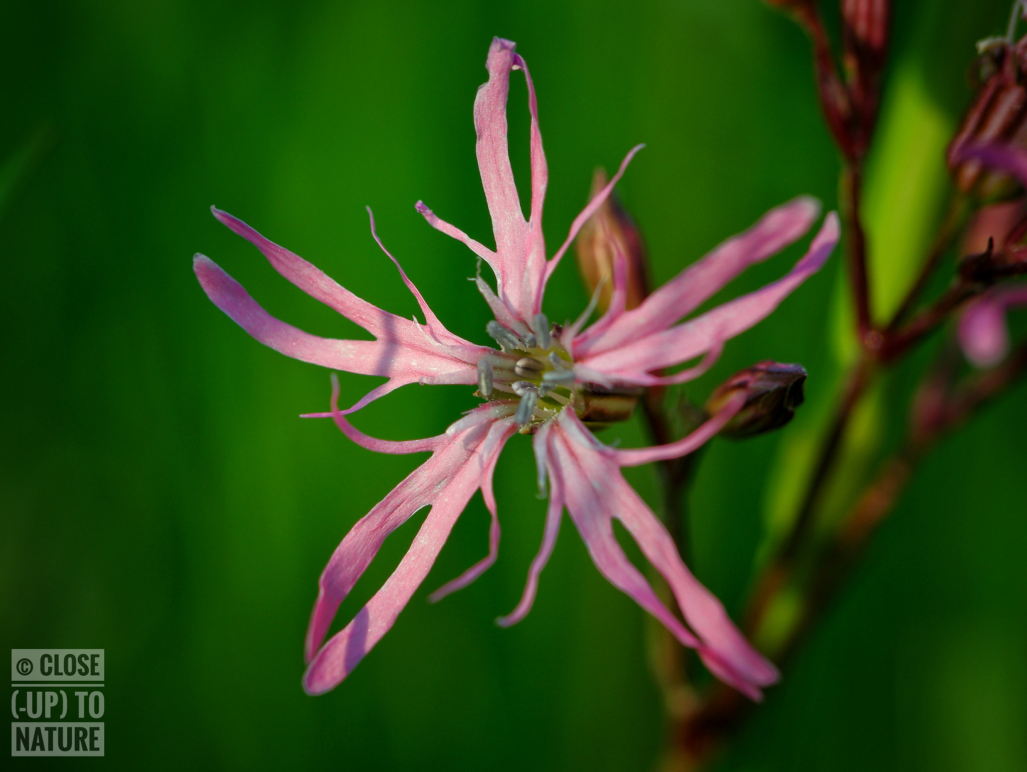 Samsung NX500 sample photo. Silene flos-cuculi (4) photography