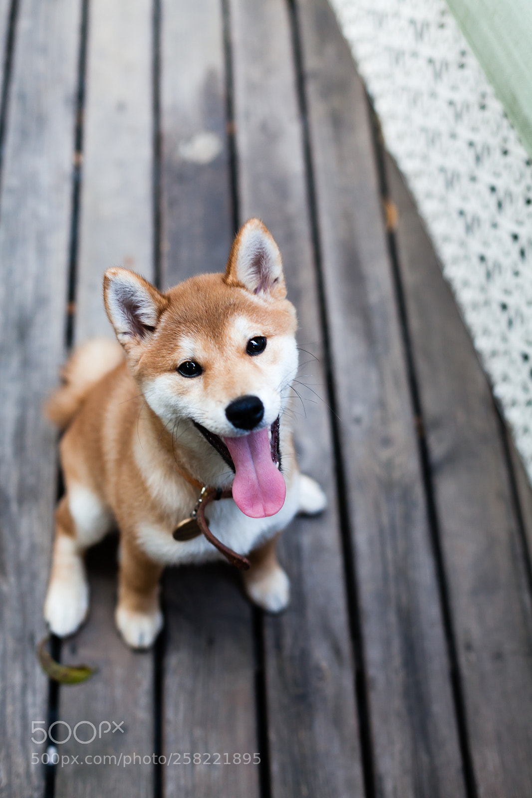 Canon EOS 5D Mark II sample photo. 年糕感到天好热 photography