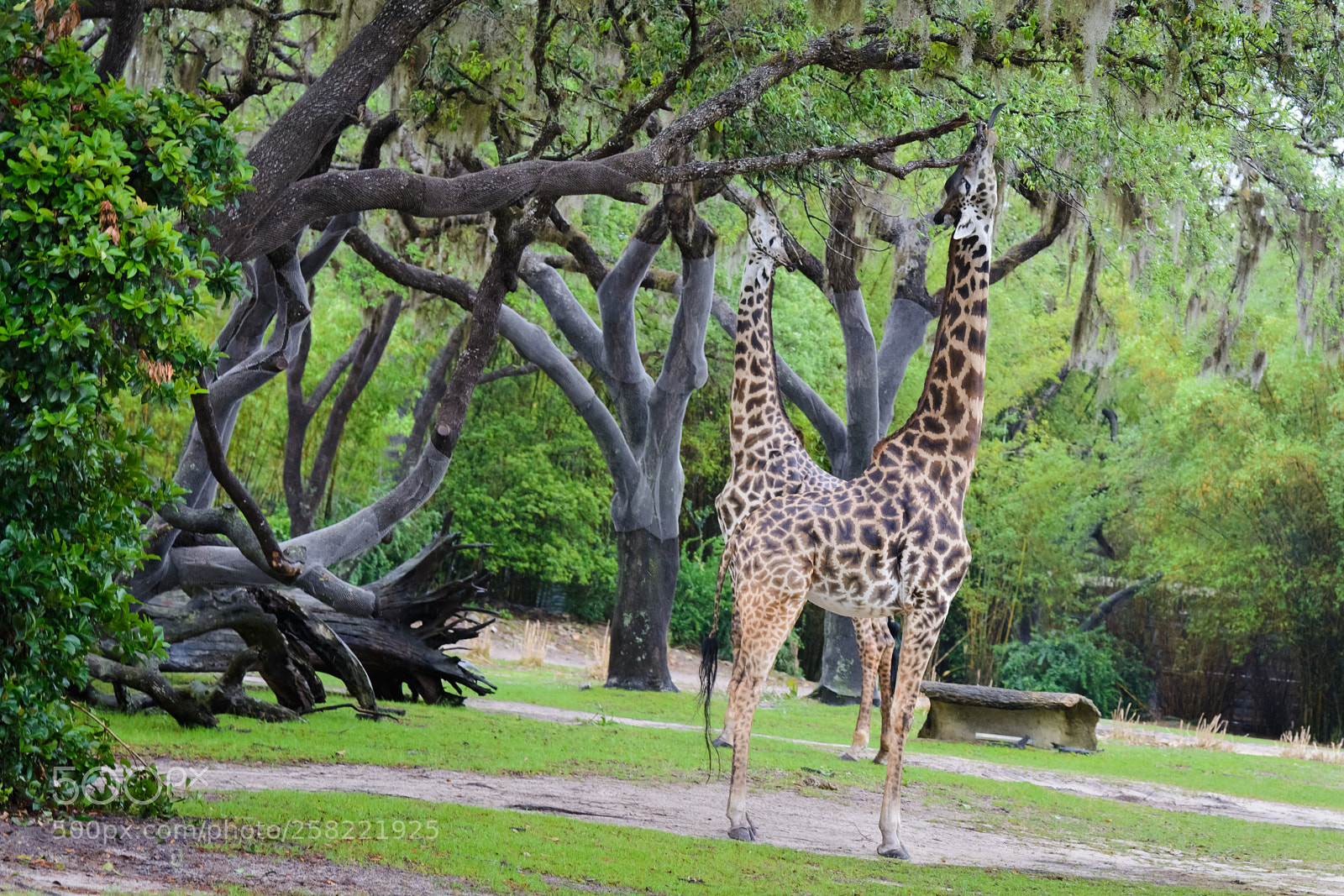 Nikon D7100 sample photo. Giraffe combo photography